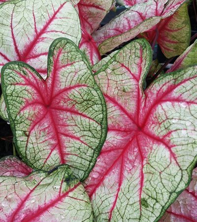 Caladium White Queen